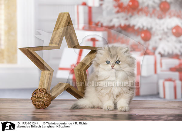 sitzendes Britisch Langhaar Ktzchen / sitting British Longhair Kitten / RR-101244
