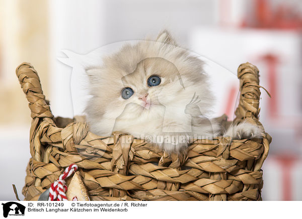 Britisch Langhaar Ktzchen im Weidenkorb / British Longhair Kitten in the wicker basket / RR-101249
