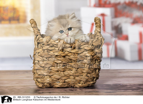 Britisch Langhaar Ktzchen im Weidenkorb / British Longhair Kitten in the wicker basket / RR-101253