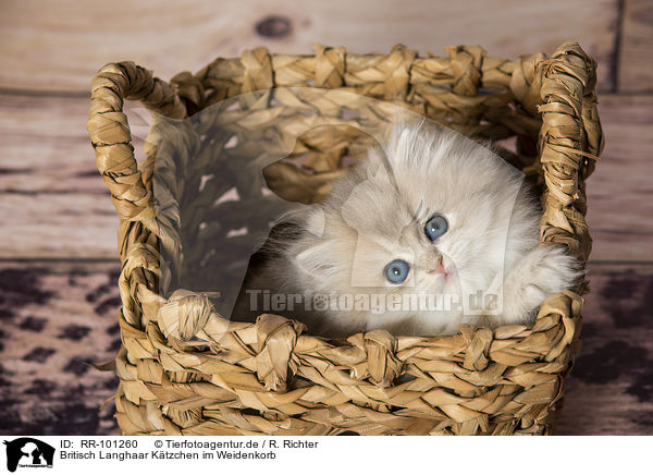 Britisch Langhaar Ktzchen im Weidenkorb / British Longhair Kitten in the wicker basket / RR-101260