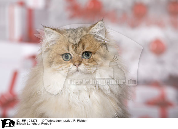 Britisch Langhaar Portrait / British Longhair portrait / RR-101278