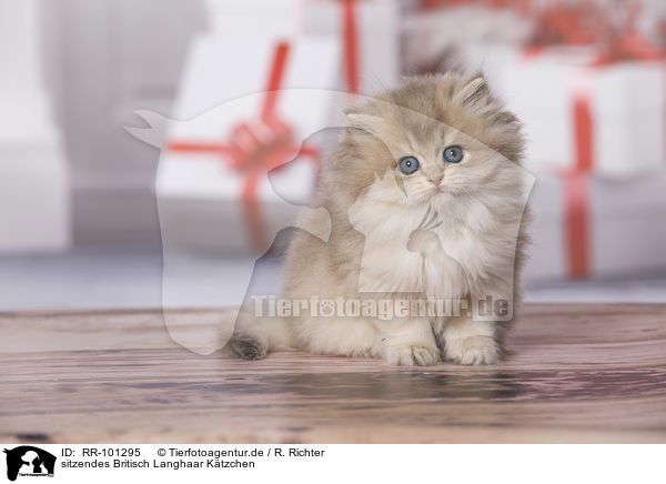 sitzendes Britisch Langhaar Ktzchen / sitting British Longhair Kitten / RR-101295