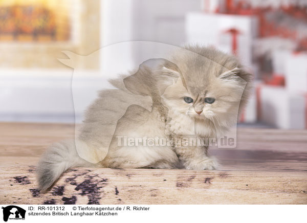 sitzendes Britisch Langhaar Ktzchen / RR-101312