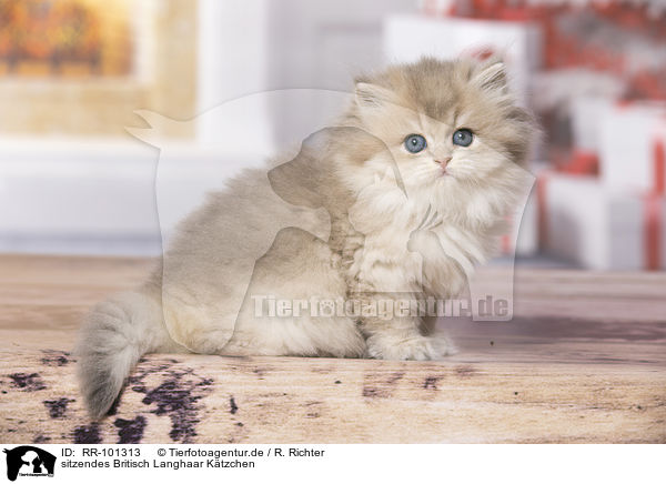 sitzendes Britisch Langhaar Ktzchen / sitting British Longhair Kitten / RR-101313
