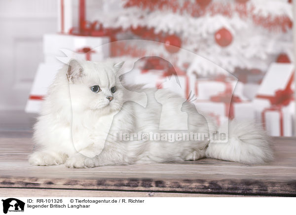liegender Britisch Langhaar / lying British Longhair / RR-101326