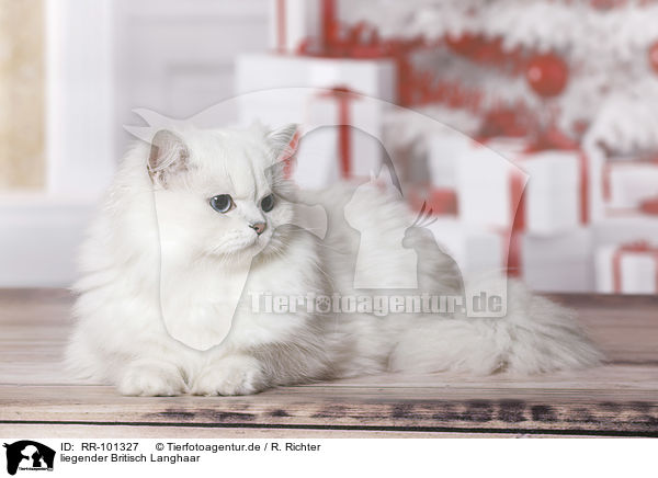 liegender Britisch Langhaar / lying British Longhair / RR-101327