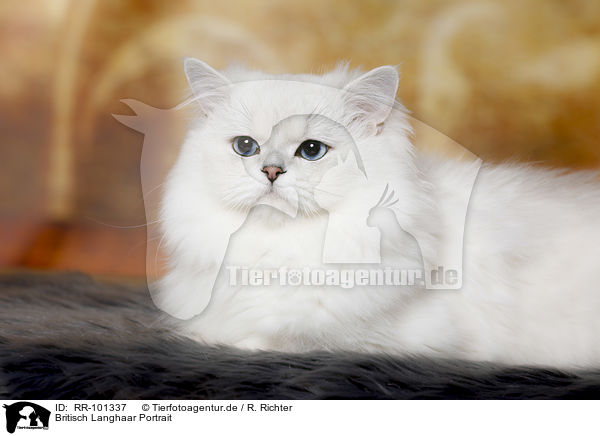 Britisch Langhaar Portrait / British Longhair portrait / RR-101337