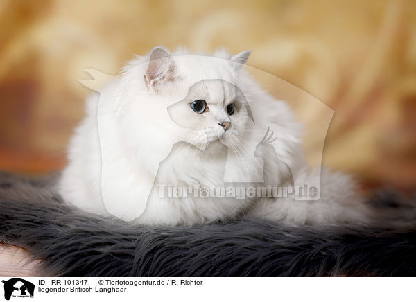 liegender Britisch Langhaar / lying British Longhair / RR-101347