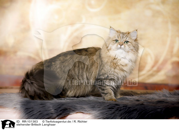 stehender Britisch Langhaar / standing British Longhair / RR-101363