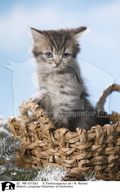 Britisch Langhaar Ktzchen im Krbchen / British Longhair Kitten in a basket / RR-101593