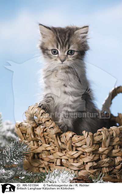 Britisch Langhaar Ktzchen im Krbchen / British Longhair Kitten in a basket / RR-101594