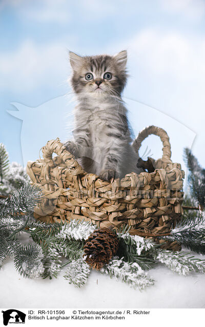 Britisch Langhaar K�tzchen im K�rbchen / British Longhair Kitten in a basket / RR-101596