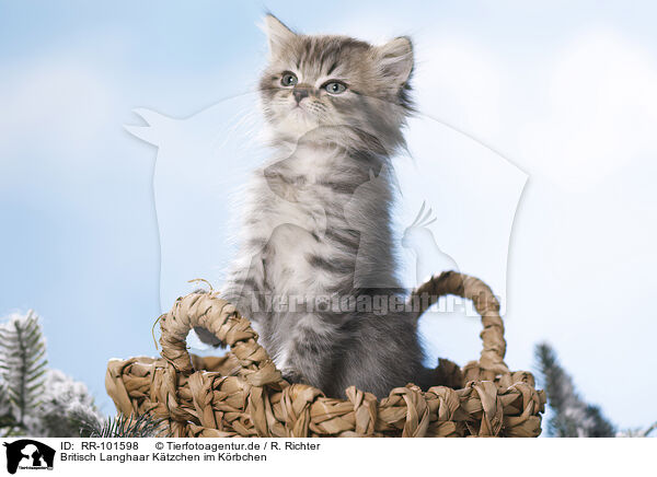 Britisch Langhaar Ktzchen im Krbchen / British Longhair Kitten in a basket / RR-101598