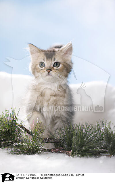 Britisch Langhaar Ktzchen / British Longhair Kitten / RR-101608