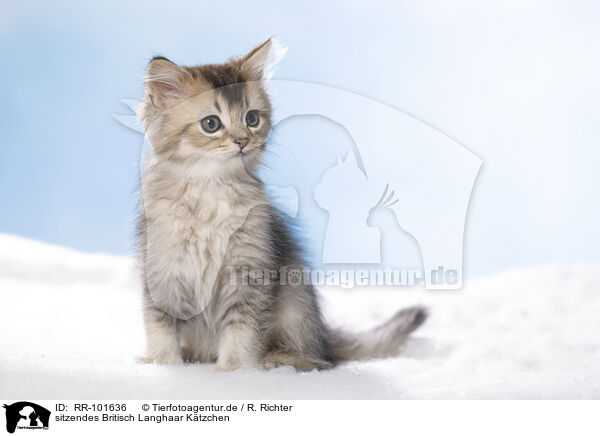 sitzendes Britisch Langhaar Ktzchen / sitting British Longhair Kitten / RR-101636