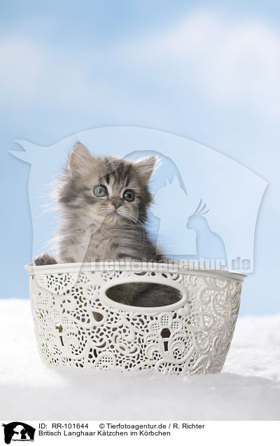 Britisch Langhaar Ktzchen im Krbchen / British Longhair Kitten in a basket / RR-101644