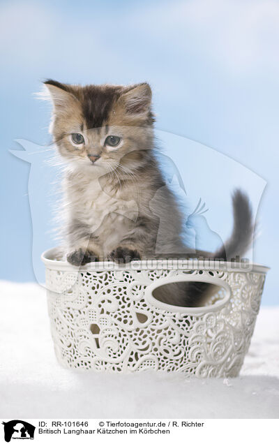 Britisch Langhaar Ktzchen im Krbchen / British Longhair Kitten in a basket / RR-101646
