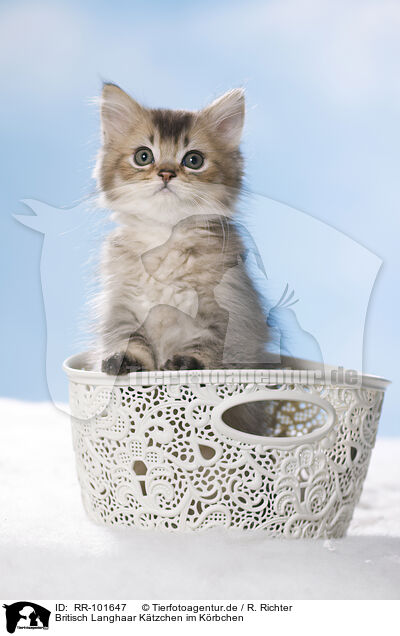 Britisch Langhaar Ktzchen im Krbchen / British Longhair Kitten in a basket / RR-101647
