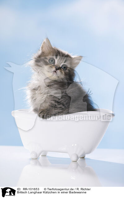 Britisch Langhaar Ktzchen in einer Badewanne / British Longhair Kitten in a bathtub / RR-101653