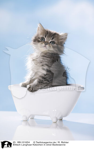 Britisch Langhaar Ktzchen in einer Badewanne / British Longhair Kitten in a bathtub / RR-101654