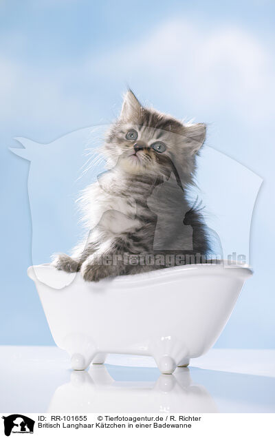Britisch Langhaar Ktzchen in einer Badewanne / British Longhair Kitten in a bathtub / RR-101655