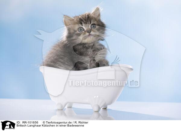 Britisch Langhaar Ktzchen in einer Badewanne / British Longhair Kitten in a bathtub / RR-101656