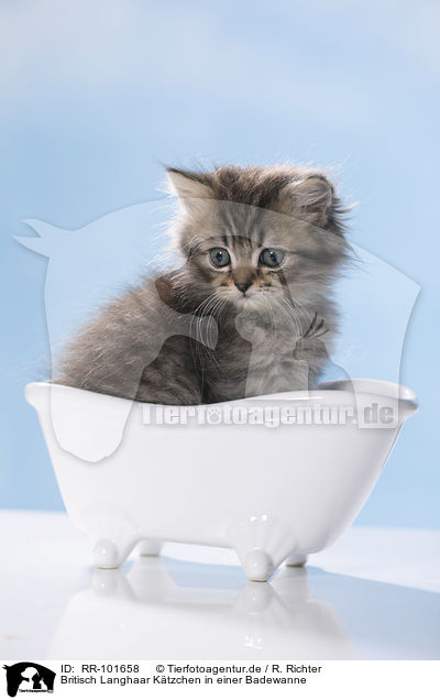 Britisch Langhaar Ktzchen in einer Badewanne / British Longhair Kitten in a bathtub / RR-101658