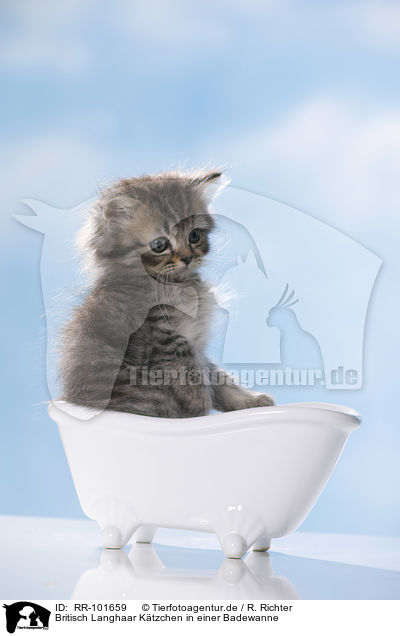 Britisch Langhaar Ktzchen in einer Badewanne / British Longhair Kitten in a bathtub / RR-101659