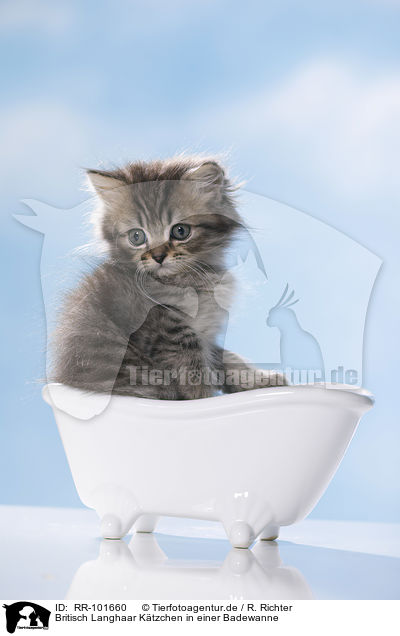 Britisch Langhaar Ktzchen in einer Badewanne / British Longhair Kitten in a bathtub / RR-101660