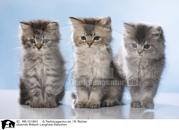 sitzende Britisch Langhaar Ktzchen / sitting British Longhair Kitten / RR-101663