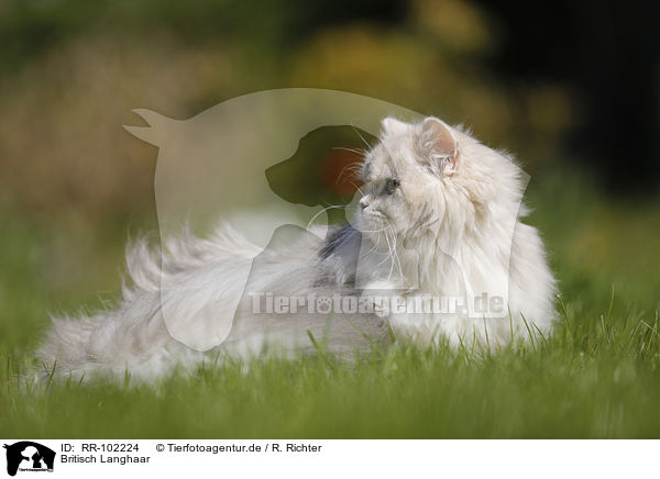 Britisch Langhaar / British Longhair / RR-102224
