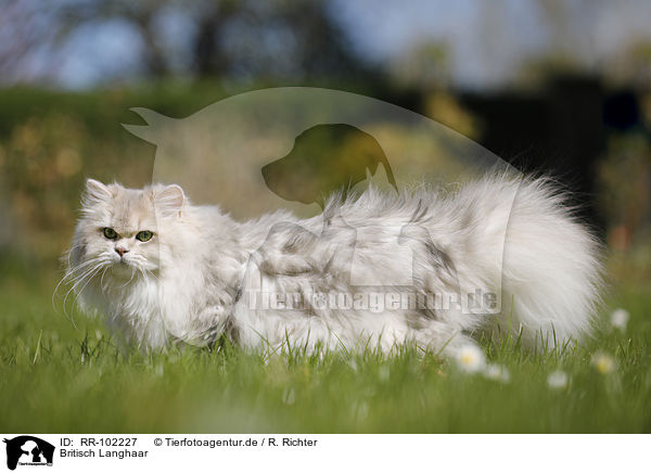 Britisch Langhaar / British Longhair / RR-102227