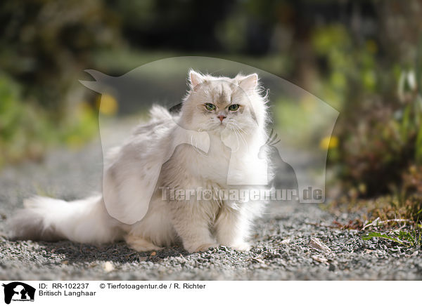 Britisch Langhaar / British Longhair / RR-102237