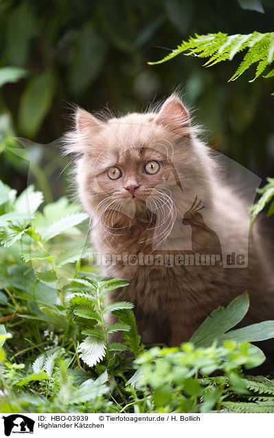Highlander Ktzchen / Highlander Kitten / HBO-03939