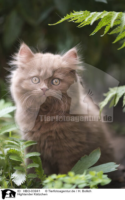 Highlander Ktzchen / HBO-03941