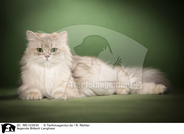 liegende Britisch Langhaar / lying British Longhair / RR-103630