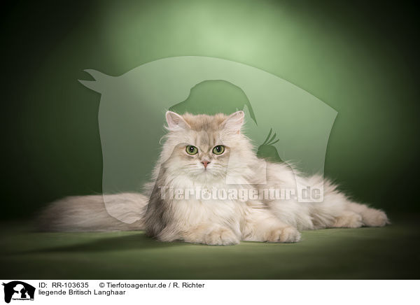 liegende Britisch Langhaar / lying British Longhair / RR-103635