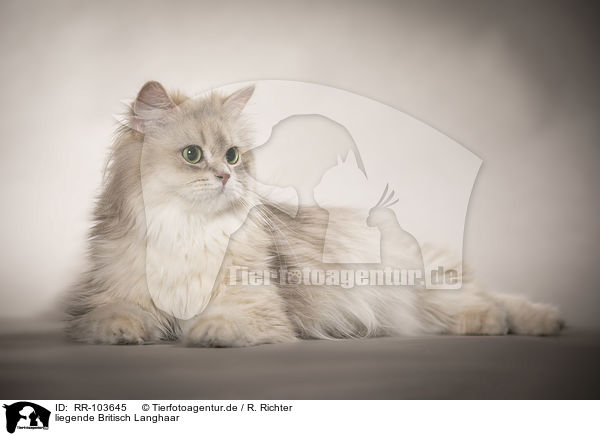 liegende Britisch Langhaar / lying British Longhair / RR-103645