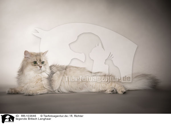 liegende Britisch Langhaar / lying British Longhair / RR-103646