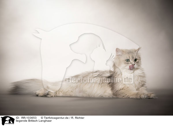 liegende Britisch Langhaar / lying British Longhair / RR-103653