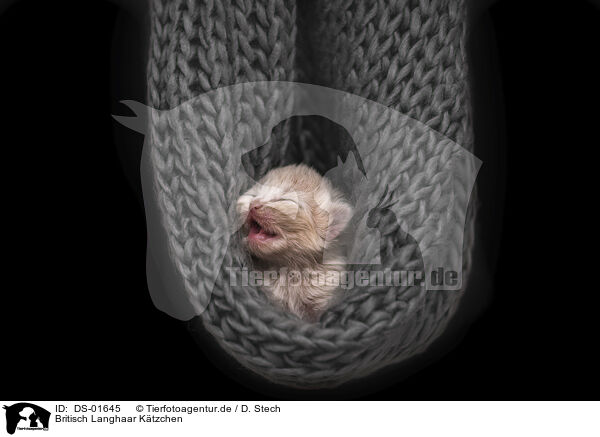 Britisch Langhaar Ktzchen / British Longhair Kitten / DS-01645