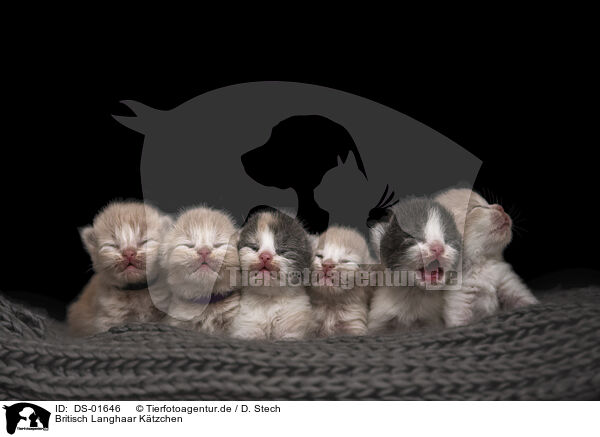 Britisch Langhaar Ktzchen / British Longhair Kitten / DS-01646