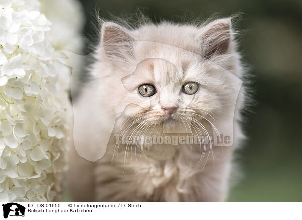 Britisch Langhaar Ktzchen / British Longhair Kitten / DS-01650