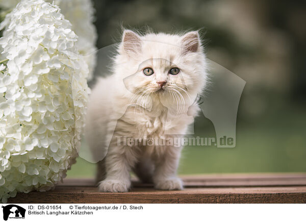 Britisch Langhaar Ktzchen / British Longhair Kitten / DS-01654