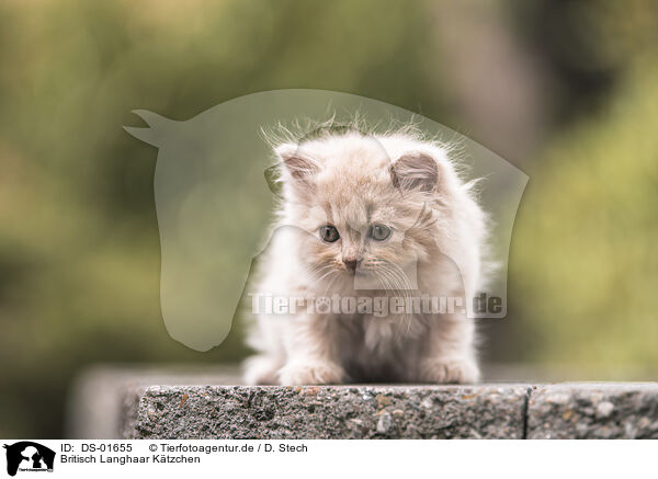Britisch Langhaar Ktzchen / British Longhair Kitten / DS-01655