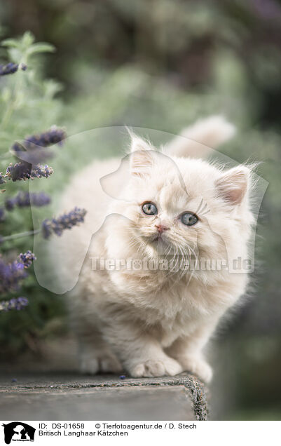 Britisch Langhaar Ktzchen / British Longhair Kitten / DS-01658