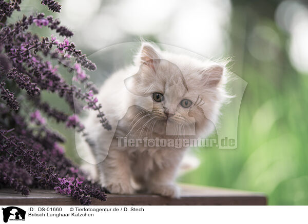 Britisch Langhaar Ktzchen / British Longhair Kitten / DS-01660