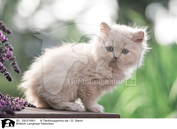 Britisch Langhaar Ktzchen / British Longhair Kitten / DS-01661