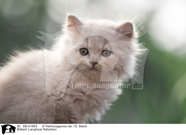 Britisch Langhaar Ktzchen / British Longhair Kitten / DS-01663
