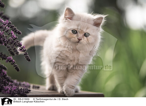 Britisch Langhaar Ktzchen / British Longhair Kitten / DS-01669
